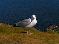 Mouette (Photo F. Mrugala) (5)